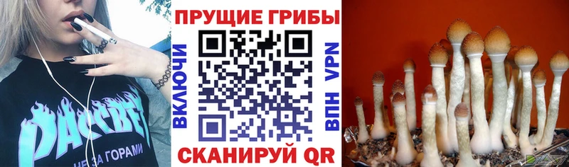 Псилоцибиновые грибы мицелий  Обоянь 